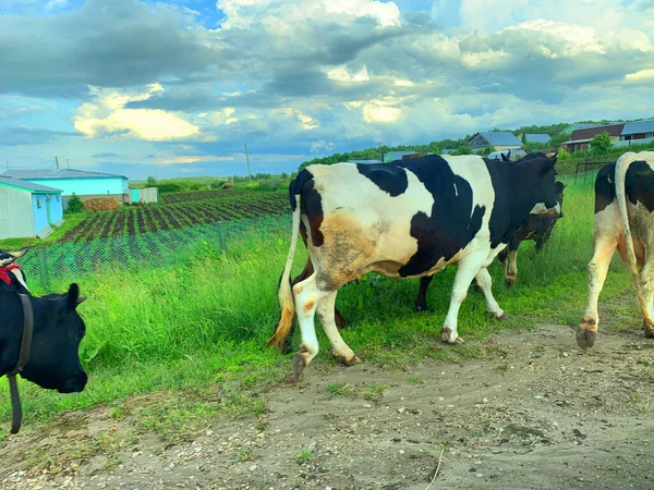 Black and white cows on the road