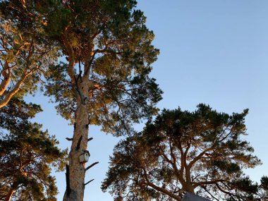 Akşam ışığında çam ağacı. Kapat.