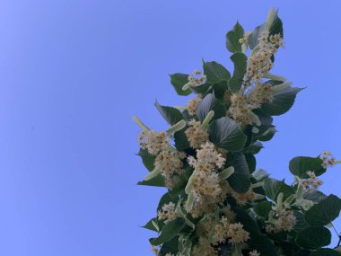 Çiçek açmış ıhlamur ağacı. Boşluğu kopyala