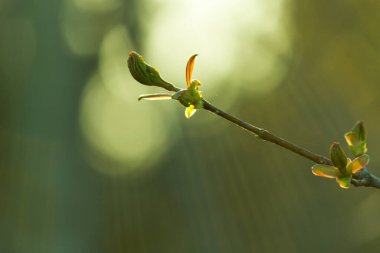 Bir daldaki ilk yeşil yapraklar. Bahar