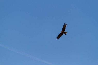 Mavi gökyüzünde uçan kartal