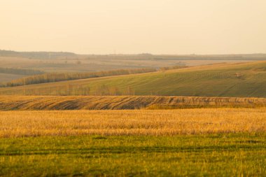 Tarla ve mavi gökyüzü. Sonbahar