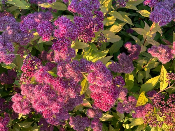 Purple Wildflowers Meadow Summertime — Stock Photo, Image