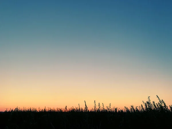 Coucher Soleil Sur Terrain Silhouettes Herbe — Photo