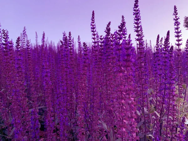 Paarse Wilde Bloemen Een Weide Zomertijd — Stockfoto