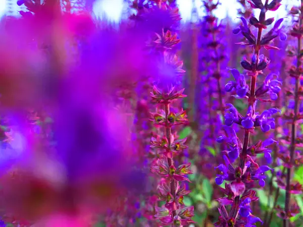 Paarse Wilde Bloemen Een Weide Zomertijd — Stockfoto