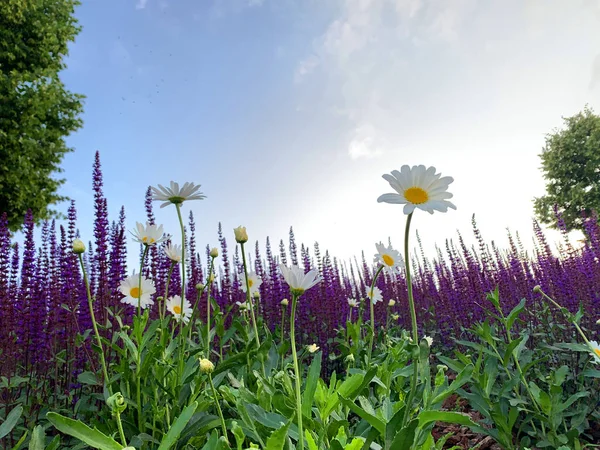 Paarse Wilde Bloemen Een Weide Zomertijd — Stockfoto