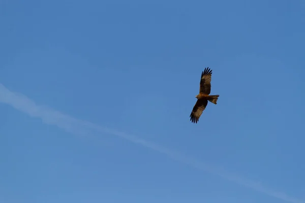 Adelaar Vliegen Blauwe Lucht — Stockfoto