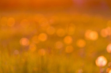 Dangelion alan geçmişi. Ilık güneş ışığı. Bulanık