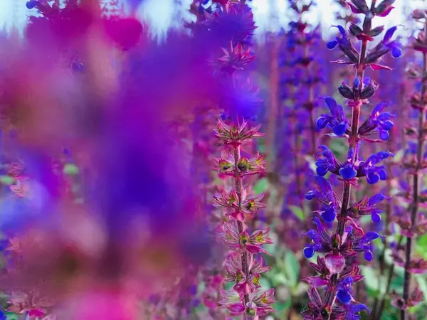 Paarse Wilde Bloemen Een Weide Zomertijd — Stockfoto