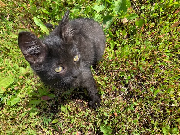 Pequeño Gatito Afuera Gatito Hameless —  Fotos de Stock