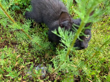 Dışarıdaki küçük kedi yavrusu. Tüysüz kedi yavrusu