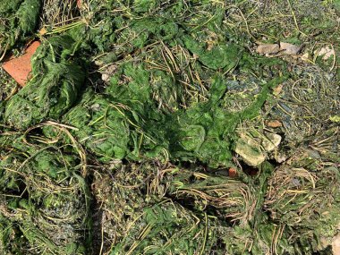 Denizde büyük taşlar. Kapat.