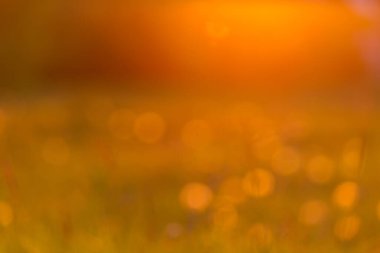 Dangelion alan geçmişi. Ilık güneş ışığı. Bulanık