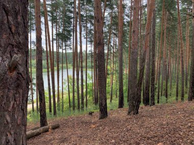 Sonbaharda çam ağacı ormanı