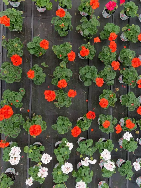 Imagen Vivero Plantas Vista Ángulo Alto —  Fotos de Stock