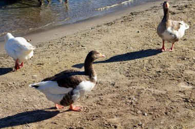 Bodrum yarımadasındaki Turkbuku kasabasında üç ördek..