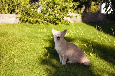 Tekir kedi bahçedeki çim tarlasında bir ağacın gölgesinde esniyor..