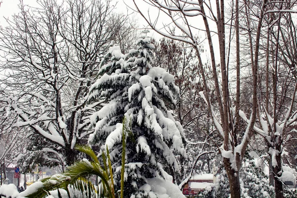 イスタンブールの マッカ デモクラシ公園 という公園で大雪の下での木の眺め — ストック写真