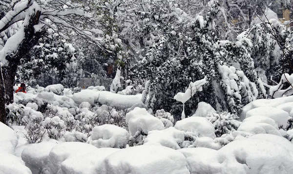 イスタンブールの マッカ デモクラシ サナートパーク と呼ばれる公園で大雪の下での木の眺め — ストック写真