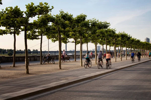 Люди Ездят Велосипедах Реке Рейн Рейн Линия Дерева Находится Поле — стоковое фото