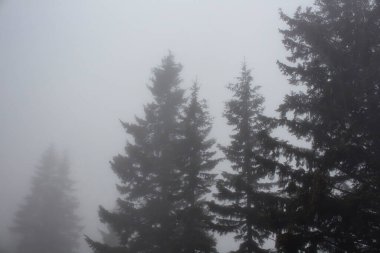 Sis içindeki çam ağaçlarının siluetleri. Görüntü, Türkiye 'nin Karadeniz bölgesinde yer alan Trabzon Şehrinin Kız Kardeşi adlı dağda çekildi..