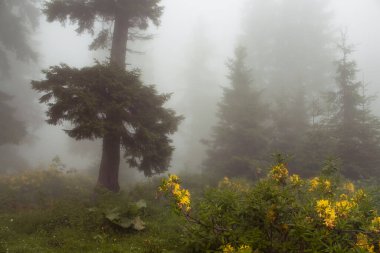 Çam ağaçları, dağ gülleri (Rhododendron luteum), sis içindeki yabani bitkiler ve çim tarlaları. Görüntü, Türkiye 'nin Karadeniz bölgesinde yer alan Trabzon Şehrinin Kız Kardeşi adlı dağda çekildi..