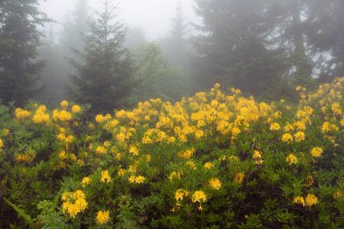 Çam ağaçları, sisli dağ gülleri (Rhododendron luteum) Görüntü, Türkiye 'nin Karadeniz bölgesinde yer alan Trabzon şehrinin Kız Kardeşi adlı dağda çekildi..