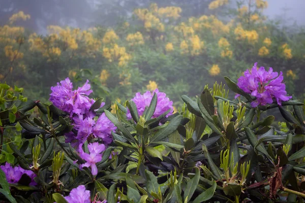 View Mountain Roses Fog Rhododendron Ponticum Luteum Image Captured Mountain — Stock Photo, Image