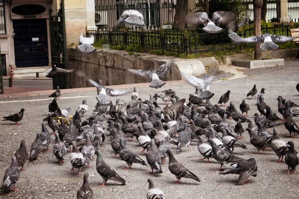 Birçok Güvercin Yerde Bazıları Uçuyor — Stok fotoğraf