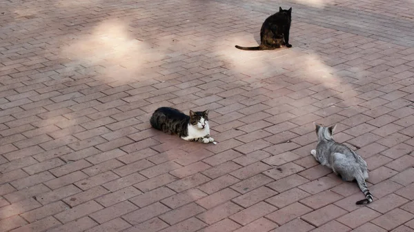 Uitzicht Zwerfkatten Grond — Stockfoto