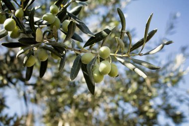 Ağacın üzerindeki çiğ zeytinlerin ve parlak mavi arkaplanlı güneş ışınlarının görüntüsünü kapat.