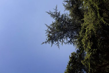 Açık gökyüzü arka planına sahip bir çam ağacının alt görünümü.
