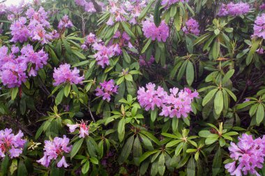 Dağ güllerinin (Rhododendron ponticum) görüntüsü, Türkiye 'nin Karadeniz bölgesinde yer alan Trabzon şehrinin Kız Kardeşi adlı dağda çekildi..
