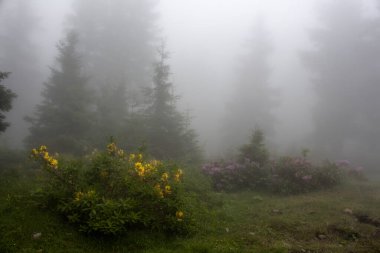 Çam ağaçları, dağ gülleri (Rhododendron luteum ve ponticum) ve sisli çim tarlası. Görüntü, Türkiye 'nin Karadeniz bölgesinde yer alan Trabzon Şehrinin Kız Kardeşi adlı dağda çekildi..