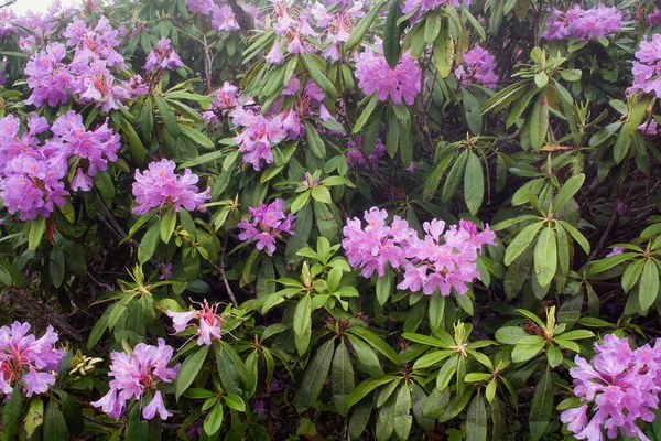 Dağ güllerinin (Rhododendron ponticum) görüntüsü, Türkiye 'nin Karadeniz bölgesinde yer alan Trabzon şehrinin Kız Kardeşi adlı dağda çekildi..