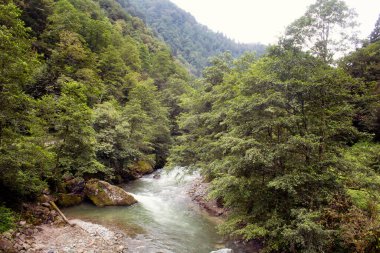 Ağaçlar ve Firtina nehri manzarası. Fotoğraf, Türkiye 'nin kuzeydoğusunda yer alan Karadeniz bölgesinin Rize bölgesinde çekildi..