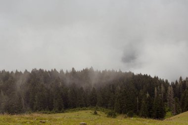 Orman ağaçlarının manzarası ve sisin içindeki güzel doğa. Fotoğraf, Türkiye 'nin kuzeydoğusunda yer alan Karadeniz bölgesinin Trabzon / Rize bölgesinde çekildi..