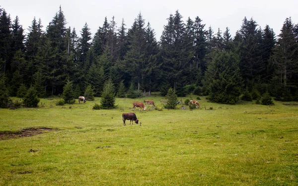 Vista Vacas Pastando Campo Hierba Con Bosque Pinos Meseta Alta —  Fotos de Stock