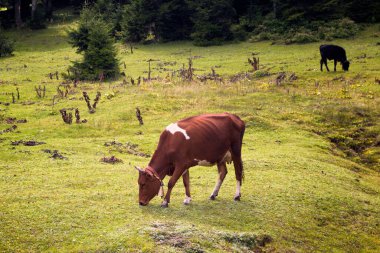 Yüksek yaylalardaki çam ağaçlarıyla otlayan ineklerin manzarası. Fotoğraf, Türkiye 'nin kuzeydoğusunda yer alan Karadeniz bölgesinin Trabzon / Rize bölgesinde çekildi..