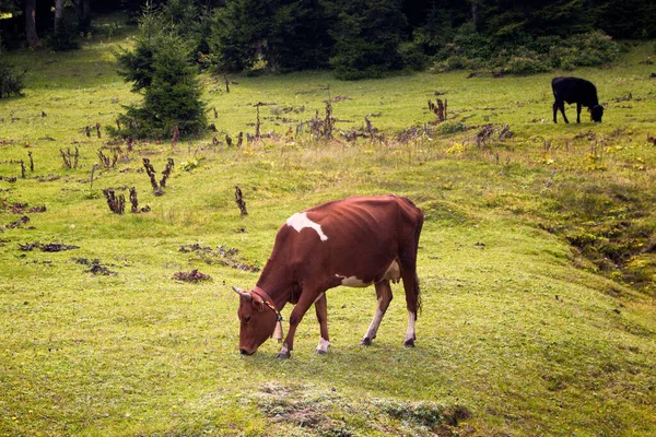 Vista Vacas Pastando Campo Hierba Con Bosque Pinos Meseta Alta — Foto de Stock