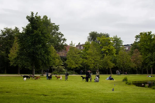 看到人们在阿姆斯特丹Vondelpark的草地上玩耍的狗它是一个占地47公顷的公共城市公园 今天是个夏日 — 图库照片