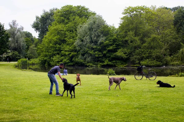 Vista Cão Observador Jogar Com Cães Campo Grama Lagoa Árvores — Fotografia de Stock
