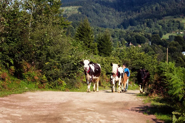 Vista Las Vacas Pastor Camino Meseta Alta Bosque Una Montaña —  Fotos de Stock