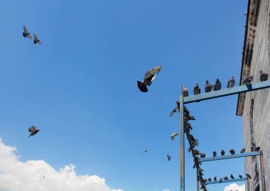 Eminonu / İstanbul 'da Yeni cami önünde uçan güvercinler