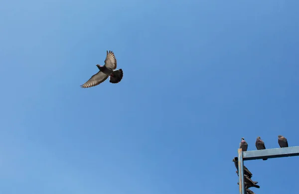 Palomas Volando Frente Mezquita Yeni Eminonu Estambul — Foto de Stock