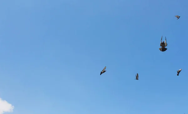 Tauben Fliegen Vor Yeni Moschee Eminonu Istanbul — Stockfoto