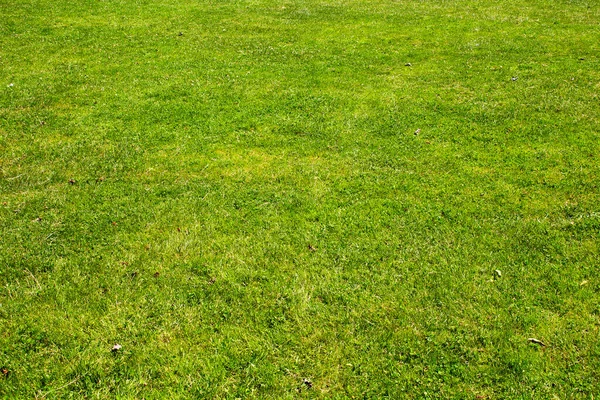 Frische Rasenfläche Hintergrund Aufgenommen Tiergarten Berlin Lebendig Mit Sommerfeeling — Stockfoto
