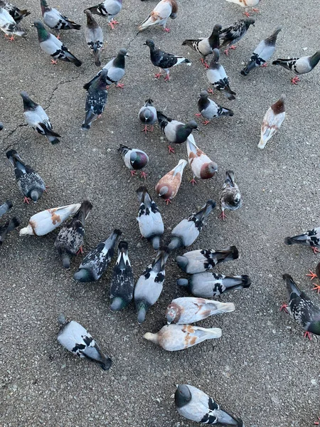 View of many pigeons on the ground.