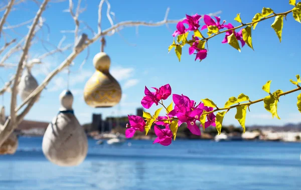 Kwiat Bougainvillea Jachty Ręcznie Robione Lampy Dyni Wodnej Calabash Morza — Zdjęcie stockowe